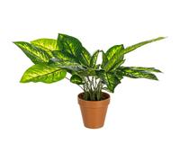 Bizzotto PIANTA DIEFFENBACHIA C-VASO 30FOGLIE H45 PIANTA DIEFFENBACHIA C-VASO 30FOGLIE H45