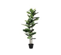 Bizzotto PIANTA FICUS LYRATA C-VASO 39FOGLIE H145 PIANTA FICUS LYRATA C-VASO 39FOGLIE H145