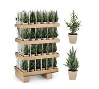 Bizzotto Pino di Natale Parrot con Vaso H 25 Cm Assortito 1 Pz