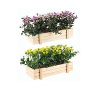 Bizzotto VASO FIORE DIANTHUS ASSORTITI VASO FIORE DIANTHUS ASSORTITI