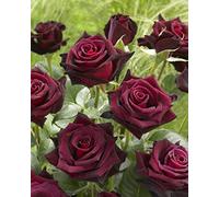 Black Baccara ®, rosa viva di Rose Barni®, rosa in vaso effetto prestigio di color rosso scurissimo vellutato, ideale per coltivazione in vaso, composizioni e cespugli, rifiorente cod. 71046
