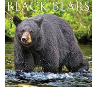Black Bears 2023 Wall Calendar