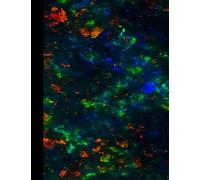 Black Fire Stone College Ruled Paperback Notebook - Medium (7.5”x9.75” B5) | StoneForm Series for School, Work, or Journaling: Ideal for College Students, Professionals, and Writers