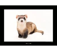 Black-footed Ferret - Stampa artistica da parete, 70 x 50 cm, motivo: comar, stampa artistica (senza cornice)