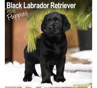 Black Labrador Puppies 2026 Calendar | Square Wall Calendar | Dog Breed Gift | Plastic Free Packaging | by Avonside Publishing