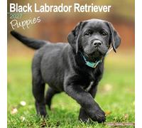 Black Labrador Puppies 2027 Calendar | Square Wall Calendar | Puppy Gift | Plastic Free Packaging | by Avonside Publishing