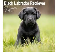 Black Labrador Puppies Calendar 2024 | Square Dog Puppy Breed Wall Calendar - 16 Month