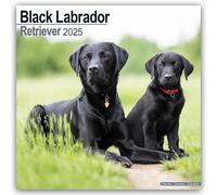 Black Labrador Retriever 2025 Square Wall Calendar | Dog Breed Calendar