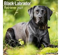 Black Labrador Retriever 2027 Calendar | Square Wall Calendar | Dog Breed Gift | Plastic Free Packaging | by Avonside Publishing