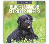 Black Labrador Retriever Puppies 2026 Square Wall Calendar