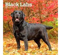 Black Labrador Retriever - Schwarze Labrador Retriever 2027 - 16-Monatskalender: Original BrownTrout-Kalender [Mehrsprachig] [Kalender]