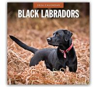 Black Labrador Retrievers - Schwarze Labrador Retriever 2026 - 16-Monatskalender: Original Red Robin Publishing Ltd-Kalender [Mehrsprachig] [Kalender]