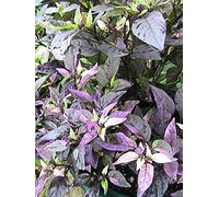 Black Pearl: 15 Pepper Seeds -Si Scegli dalla lista Toggle Seeds ONLY