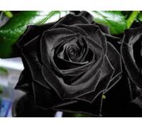 Black Rose Bush! 10 semi! Combined S/H! VEDERE IL NOSTRO NEGOZIO PER ALTRI rose!: Only Seeds