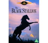 Black Stallion The