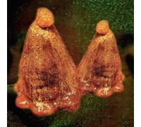 Black to Comm Oocyte Oil & Stolen Androgens (Vinyl LP) 12" Album