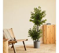 BLAINE | Ficus a 2 Chiome 150cm | Piante Artificiali Decorative | Pianta Artificiale Grande | Piante Artificiali per Interni/Esterni | Pianta Artificiale Realistica Decorativa per la Casa