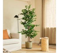 BLAINE - Pianta artificiale realizzata con i migliori materiali naturali, ideale per la decorazione di interni, albero artificiale (150 cm, ficus)