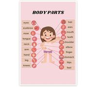 Bliss Monkey Co. Human Body Poster for Girls, Educational Anatomy Chart, Biology Visual Aid for Classroom and Homeschool Learning(Unframed,08x12inch(20x30cm))