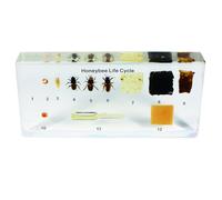 Blocco di bioplastica per il ciclo vitale delle api in acrilico Real Bug, larghezza 6-1/2" x altezza 3-5/32" x spessore 0,91"