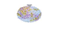Bloom C1 Plafoniera Lavanda