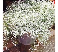 Bloom Green Co. 100 pezzi Gypsophila paniculata semi, semi di fiori giardino perenni, piante bonsai per esterni, piccole, medie e grandi dimensioni: 20