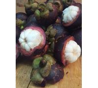 Bloom Green Co. 50 Pz Köstliche mangostano Piante Ricco di sostanze nutritive Regina di frutta tropicale perenne Flores Albero Bio-Bonsai Per la casa Giardino: 5