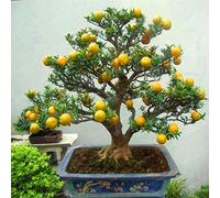 Bloom Green Co. Mandarino Bonsai Frutta Commestibile Bonsai Agrumi Bonsai Cibo Sano Giardino Domestico Facile da Coltivare 30 Pezzi