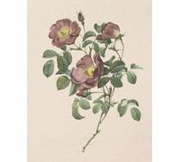 Bloom Notebook: Lined journal, 8.5 x 11 inches, for Office, School & Home