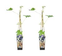Bloomique - 2x Vitis Vinifera 'Boskoop Glory' - Pianta d'uva - Uva blu - Piante da frutto - Piante da giardino - Resistente all'inverno - ⌀14 cm - Altezza 60-70 cm