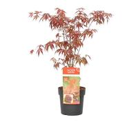 Bloomique - Acer palmatum Atropurpureum - Acero giapponese - Fogliame viola - Resistente al freddo - 50-70 cm di altezza - Vaso 19 cm