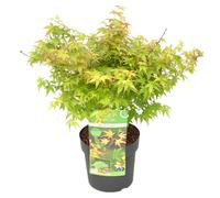 Bloomique - Acer Palmatum Little Princess - Acero Giapponese - Pianta da Giardino - Resistente al Freddo - Alta 50-70 cm - Vaso 19 cm