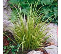 Bloomique - Acorus Ogon - Calamo Nano - Pianta da Stagno - Resistente al Freddo - Alta 10-20 cm - Vaso 9 cm