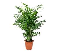 Bloomique - Chamaedorea Elegans - Palma Nana Messicana - Pianta da Interno - Purifica l’Aria - Sicura per Animali - Facile da Curare - Alta 50-60 cm - Vaso da 17 cm