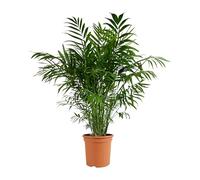 Bloomique - Chamaedorea Elegans - Palma nana messicana - Piante d'appartamento - Purifica l'aria - Adatto agli animali - Facile da mantenere - Altezza 80-100 cm - Vaso 20 cm