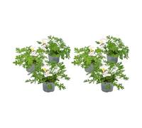 Bloomique - Confezione da 6 - Pelargonium Graveolens - Geranio al limone - Anti-zanzare - Profumato - Piante da giardino - Altezza 15-30 cm - Vaso 10,5 cm
