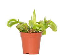 Bloomique - Dionaea Muscipula - Venere - Pianta carnivora - Piante da appartamento - Altezza 5-10 cm - Vaso 6 cm