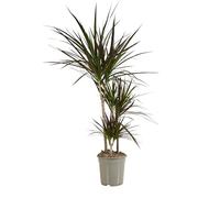 Bloomique - Dracaena marginata - Albero del drago - Pianta da interno - Purifica l’aria - Molto facile da curare - Alta 90-110 cm - Vaso 21 cm