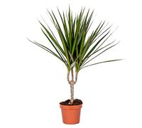 Bloomique - Dracaena Marginata - Albero del Drago - Pianta da Interno - Purifica l’Aria - Molto Facile da Curare - Alta 30-40 cm - Vaso 12 cm