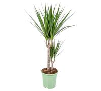 Bloomique - Dracaena Marginata - Albero del Drago - Pianta da Interno - Purifica l’Aria - Molto Facile da Curare - Alta 60-80 cm - Vaso 17 cm