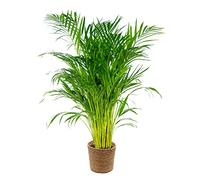 Bloomique - Dypsis lutescens - Palma d’oro Areca - Palma - Pianta da interno - Purifica l’aria - Sicura per animali - Alta 100-110 cm - Cestino in Pianta Ornamentale marina 21 cm