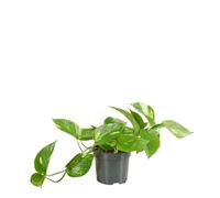 Bloomique - Epipremnum aureum - Pothos - Pianta ricadente - Adatta anche come rampicante - Pianta da interno - Purifica l’aria - Facile da curare - Alta 15-20 cm - Vaso 12 cm