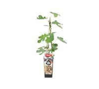 Bloomique - Ficus carica ‘Brown Turkey’ - Fico - Albero da frutto - Piante da giardino - Resistente al freddo - Alta 50-70 cm - Vaso 15 cm