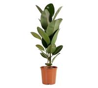 Bloomique - Ficus elastica ‘Robusta’ - Albero della gomma - Pianta da interno - Purifica l’aria - Molto facile da curare - Alta 80-100 cm - Vaso 21 cm