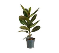Bloomique - Ficus elastica ‘Robusta’ - Albero della gomma - Pianta da interno - Purifica l’aria - Molto facile da curare - Alta 50-60 cm - Vaso 17 cm