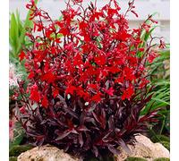 Bloomique - Lobelia Queen Victoria - Lobelia Rossa - Pianta Acquatica - Pianta da Stagno - Resistente al Freddo - Alta 20-30 cm - Vaso 9 cm
