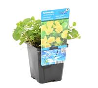 Bloomique - Lysimachia Nummularia - Pianta Ornamentale Moneta - Pianta Acquatica - Pianta da Stagno - Resistente al Freddo - Alta 10-20 cm - Vaso 9 cm