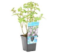 Bloomique - Mentha Aquatica - Menta d’Acqua - Pianta Acquatica - Pianta da Stagno - Resistente al Freddo - Alta 10-20 cm - Vaso 9 cm