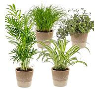 Bloomique - Mix di 4 - Amiche degli animali - Cyperus Zumula - Callisia - Chamaedorea - Chlorophytum - Piante da interno - Alte 20-40 cm - Cestino in juta 12 cm