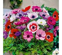 Bloomique - Mix di 50 - Anemone de Caen - Anemone da giardino - Mix di colori - Bulbi - Fioritura primaverile - Perenni - Cresce fino a 20-25 cm